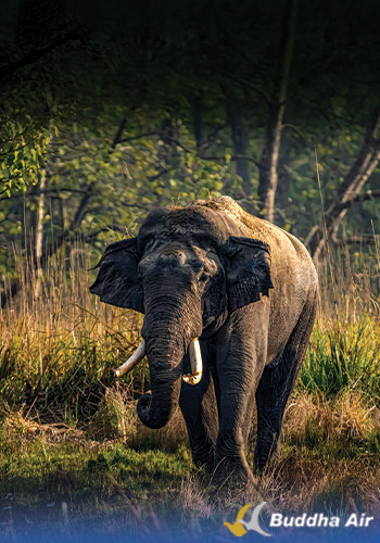 Wild Elephant - Wildlife Tourism